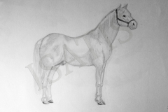 Cheval debout