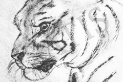 Tigre