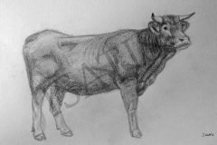 Vache